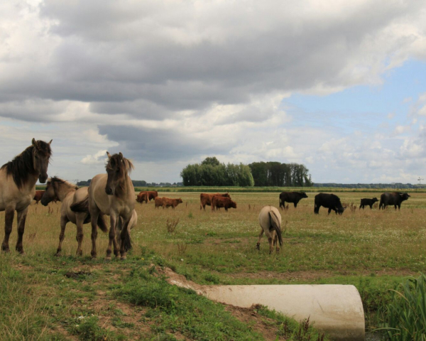 Noordwaard Gebr van Kessel